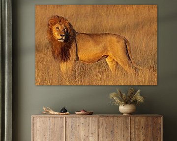 Lion in the morning light - Africa wildlife van W. Woyke