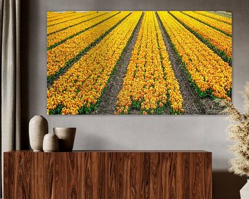 Colourful tulip field by Mark Damhuis