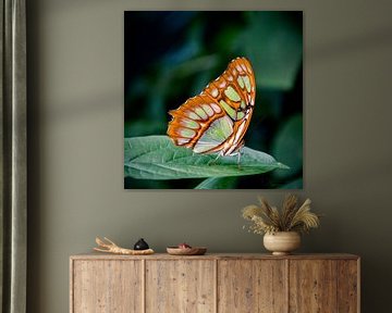 Vlinder: Malachietvlinder ( Siproeta Stelenes ) van Guido Heijnen