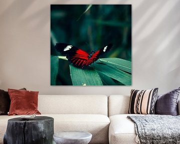Butterfly: Heliconius melpomene by Guido Heijnen