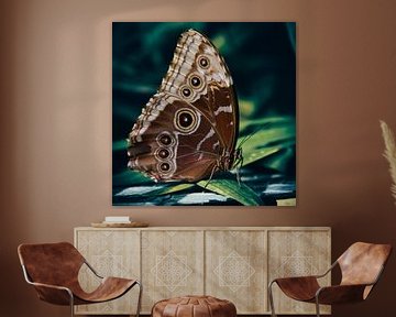 Butterfly: Morpho Peleides