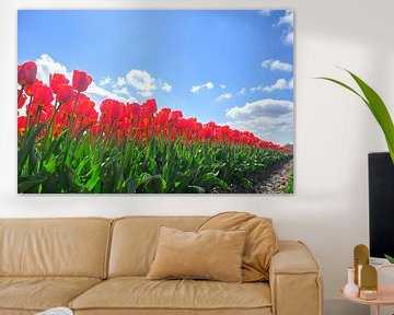 Tulips growing in agricutlural fields during springtime by Sjoerd van der Wal Photography