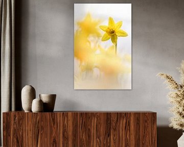 Lovely fresh Daffodils by Bob Daalder