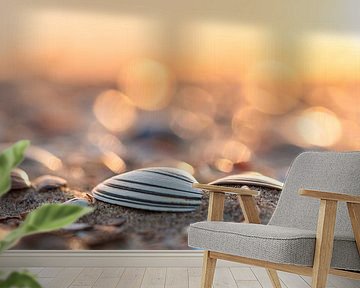Shells on the beach at golden hour by Friedhelm Peters