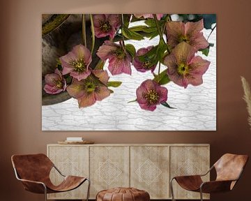 Helleborus orientalis dans un miroir sur Huub de Bresser