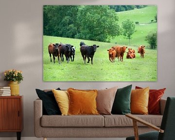 Wales cows in the meadow by Rene du Chatenier