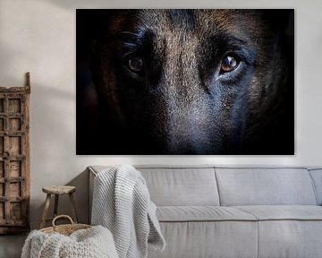 Augen Malinois Schäferhund Großaufnahme von Peggy Raemdonck