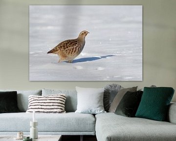 in deep snow... Partridge *Perdix perdix*, partridge hen in winter