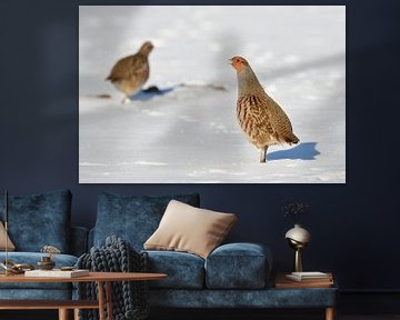 the cock is watching... Partridge *Perdix perdix*, alert in the snow