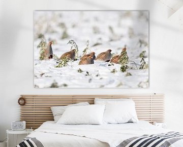 in the rape... Partridge *Perdix perdix*, partridge chain resting on a snow-covered field by wunderbare Erde
