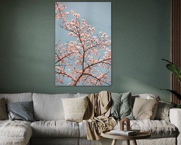 Spring cherry blossom | Pink Japanese Sakura blossom | Nature photography by HelloHappylife