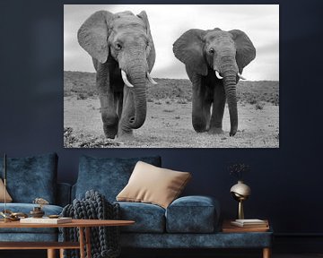 Twee mannelijke olifanten 43
