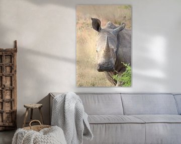Rhino portrait by Barbara Fraatz