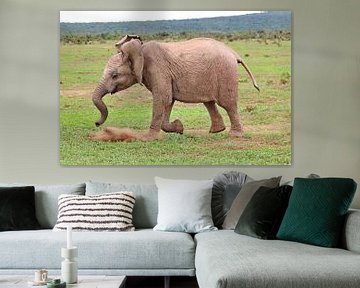 Elephant in the Addo by Barbara Fraatz