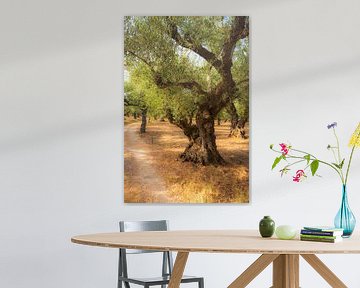 Olive grove on Zakynthos, Greece by Didi van Dijken