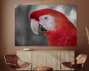Papegaai ara rood ck