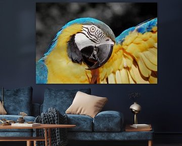 Perroquet ara bleu jaune ck