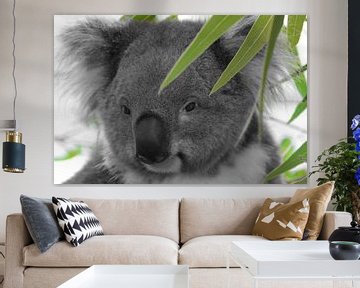 Koala Bear Face ck by Barbara Fraatz