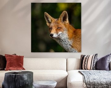 Le renard aux Pays-Bas sur Omega Fotografie