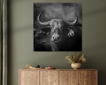 Buffalo sur Omega Fotografie