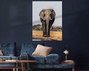 Olifant van Omega Fotografie