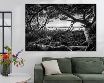 Vieil arbre au bord de la mer au coucher du soleil en noir et blanc. sur Manfred Voss, Schwarz-weiss Fotografie