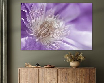 Clematis Lila
