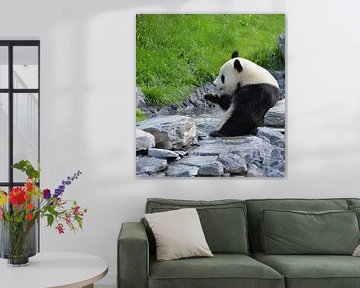 pandabeer drinkend