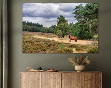 Losgebroken paard op de Veluwe, een kort moment van vrijheid. van John Duurkoop