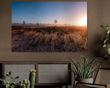 Helmet grass bows to rising sun by Maarten Zeehandelaar