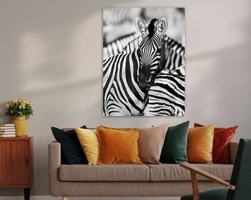 Zebra's in Afrika van Omega Fotografie