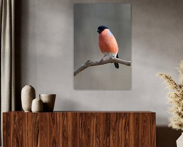 Bullfinch by Wim Frank