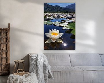 Water Lily Norway by Marco Morren