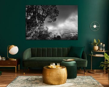 Stimmungsvolles Licht im Pfälzer Wald in schwarzweiss von Manfred Voss, Schwarz-weiss Fotografie
