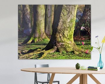 Machtige oude bomen