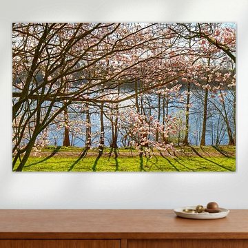 Cerisiers en fleurs au lac d'Uettelsheim à Duisbourg (7-54063)