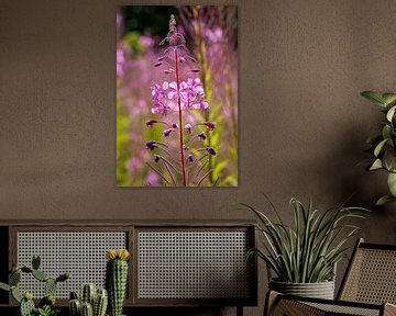 Un air d'été avec la rose des saules sur Mel van Schayk