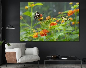 zwart witte vlinder op oranje bloem van Mel van Schayk