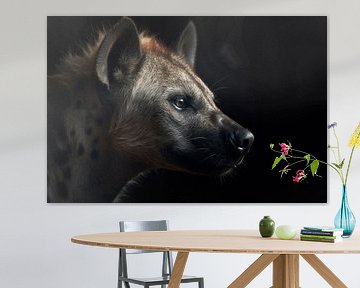 Hyena Portrait Black Background