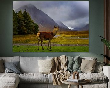 Cerf élaphe à Glencoe Écosse sur Bart Cox