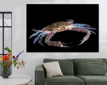 blue swimming crab by Vovk Serg