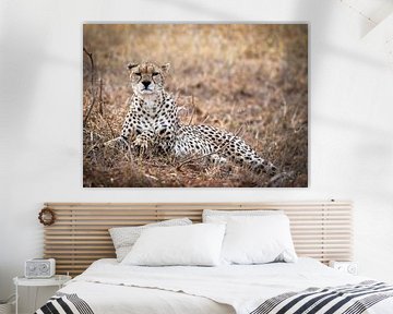 Magnifique guépard au Kenya sur Marjolein van Middelkoop