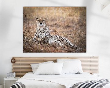 Prachtige Cheeta in Kenia van Marjolein van Middelkoop