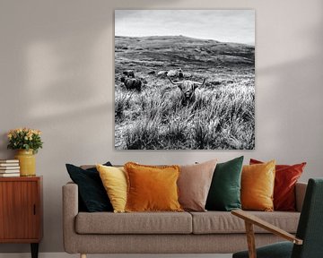 Hochlandkuh Landschaft SW von Mad Dog Art