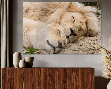 Sleeping lions by Victor van Dijk