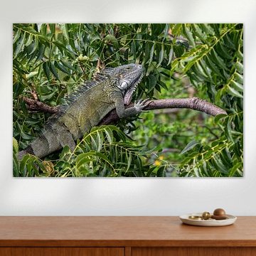 Grüner Leguan in der Natur von Curaçao