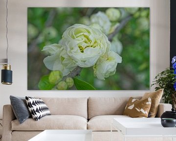 Witte kweepeerbloemen van Iris Holzer Richardson