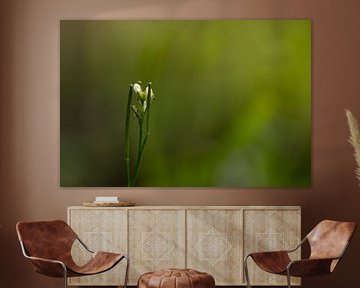 The abandoned flower