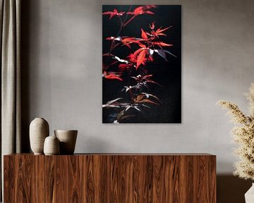 Rode Japanse esdoorn art print - natuur en reisfotografie van Christa Stroo fotografie