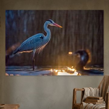 Image atmosphérique d'un héron et d'un cormoran dans une belle lumière.